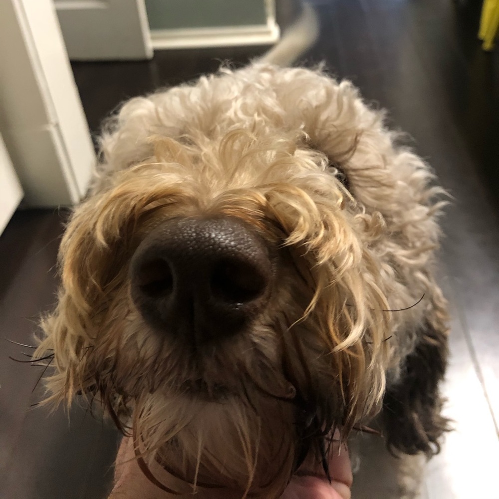 Meet your Posher, Steven